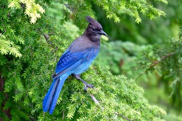 blue bird in tree. steller's jay in rain forest. cypress mountain provincial park, west vancouver, b