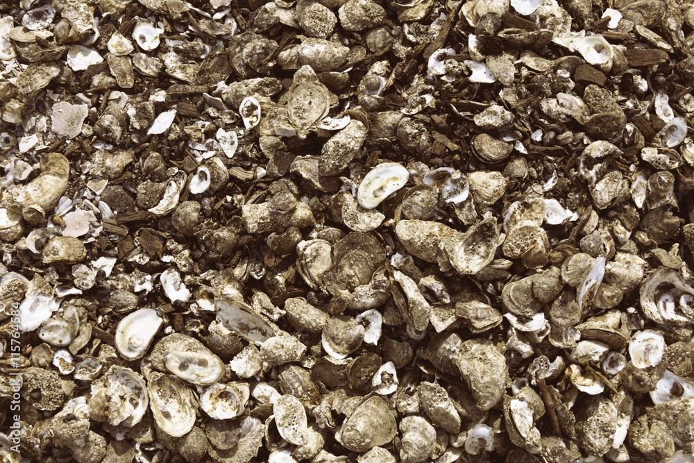Photo Art Print Pile Of Oyster Ss In Wellfleet Ma On