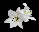 White lily on a black