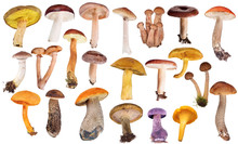 Set Of Twenty Two Edible Mushrooms Isolated On White
