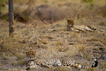 Poster - cheetah in kruger national park