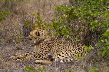 Poster - cheetah in kruger national park