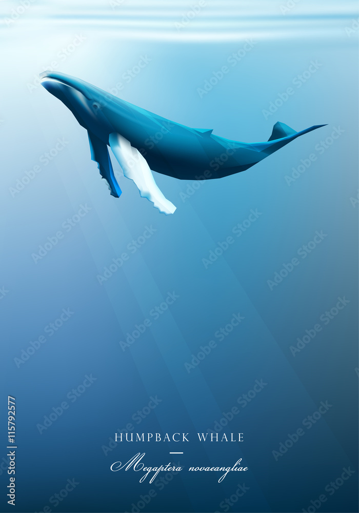Humpback whale swimming under the blue ocean surface vector ...