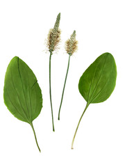 Wall Mural - Pressed and dried set of flowers and leaves plantago
