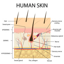 Illustration Of Human Skin Anatomy.