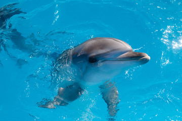 Wall Mural - dolphin  portrait while looking at you while smiling