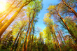 Farbenfrohe Szene im Wald, die Baumwipfel werden von der Sonne beleuchtet