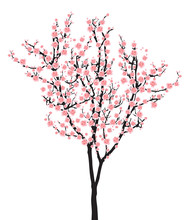 One Pink Full Bloom Sakura Tree (Cherry Blossom) Isolated On White Background