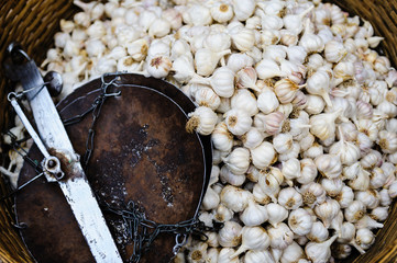 Fresh organic white bulb garlic for sale at a market for farm pr