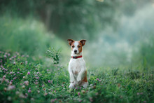 Dog Walks On Nature, Greens, Jack Russell Terrier On The Grass