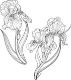 iris flowers. Coloring page.