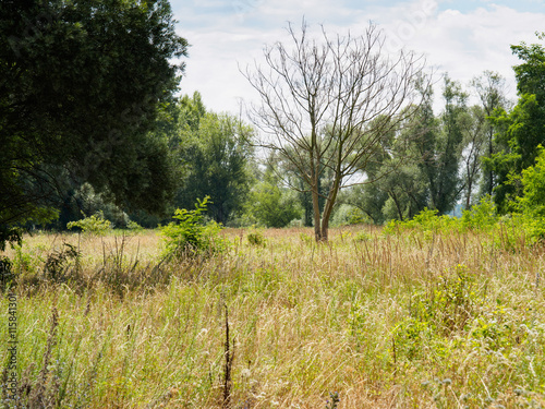 Fotomural dried tree in the middle of swampland at Danube's delta in Slovakia in summer