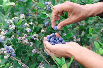 Wall Mural - close up on blueberry picking by hand
