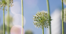 White Allium Circular Globe Shaped Flowers Blow In The Wind