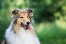 Cute Gold Long Haired Rough Collie Portrait