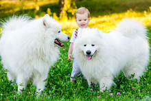 Little Boy Is Standing With A White Dog Summer Day In The Park