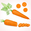 Vector illustration of carrot with tops. Sliced carrots. Pieces of carrots.