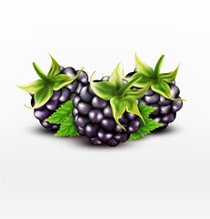 Wall Mural - Vector blackberries isolated on white background