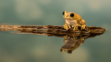 Peacock Tree Frog Sat On A Stone In A Pond Showing Reflection With Blue Sky Background.