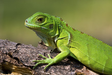 Close-up Of Green Iguana