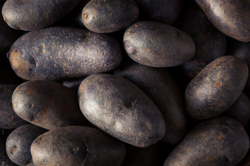 Canvas Print - Raw Organic Purple Potatoes