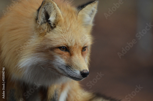 Crouching Red Fox