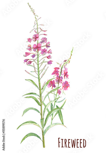 Fireweed (Blooming Sally, Willow-herb, Epilobium), purple flowers on