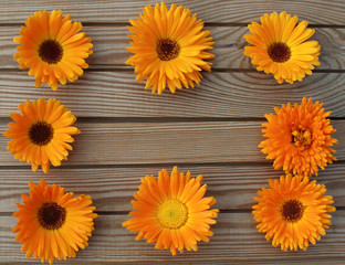 orange marigold on a wooden boards background