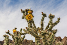Blooming Cactus In Desert In Springtime, Southern Nevada