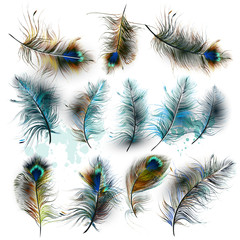 Poster - Set of vector realistic colorful feathers