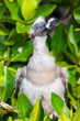 Red-footed booby chick on Genovesa island, Galapagos National Pa