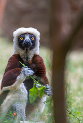 Lemur with a shawl