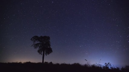 Wall Mural - timelapse night sky stars over tree silhouette. 4k