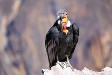 Andean Condor Sitting At Mirador Cruz Del Condor In Colca Canyon