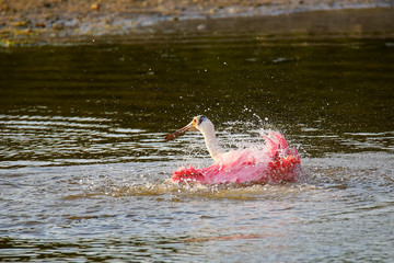 Roseate spoonbill (Platalea ajaja)