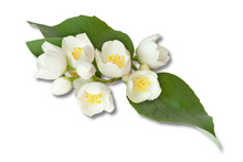 White Flowers Of Jasmine On The White