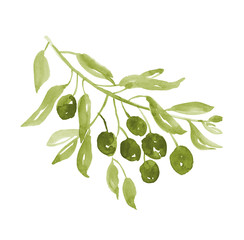 green olive tree branch on white background illustration. waterc