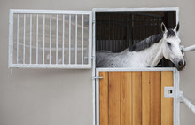 Racing Horse In The Stable