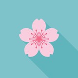 sakura vector icon, flat design