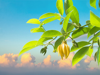 Ylang-ylang flower with leaf against blue sky and cloud