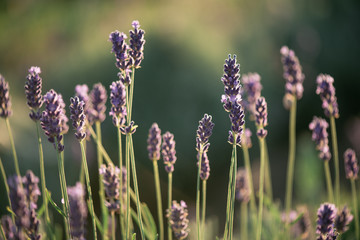 Canvas Print - Lavender, close up of fresh lavender field