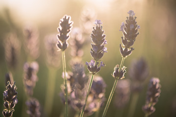 Wall Mural - Lavender, close up of fresh lavender field