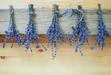 Fototapeta Lawenda - Lavender drying bunches