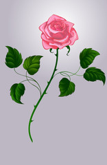 Wall Mural - Pink Rose