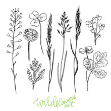 Wild Flowers Hand Drawn Set. Ink Herbs. Herbal Medicine Vector Illustration.