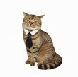 © iridi66 - Cat in tie.