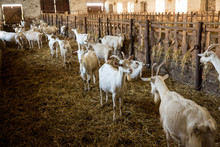 Milk Goats In A Stable On A Farm