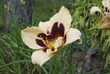Daylily Hemerocallis 'Moonlit Masquerade' flower.
