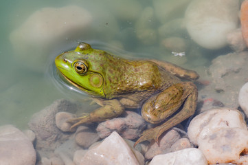 Poster - Bullfrog sitting in the water in a swamp.