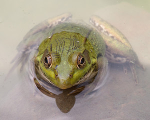 Poster - Bullfrog sitting in the water in a swamp.